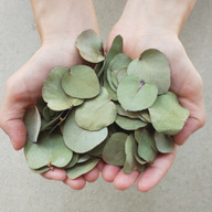 ユーカリプタス・ショップ