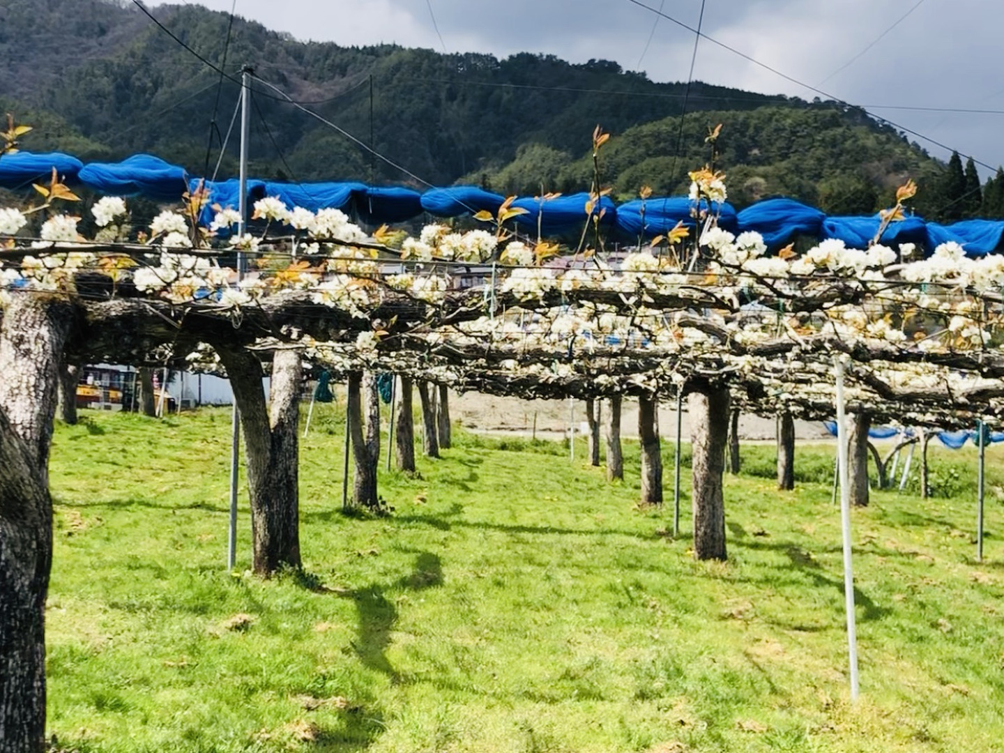 楽天市場】【ふるさと納税】＜先行予約＞梨 南水＜訳あり品 ＞[8