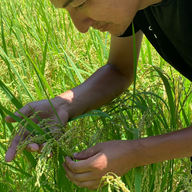 幻の米『ミネアサヒ』農家の井手さん