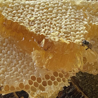 日本ミツバチ専門　吉田養蜂所