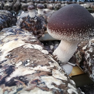 松岡（岡山県）