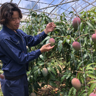 なかだいファーム  伊平屋島