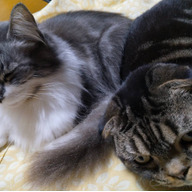 ロダネコファーム