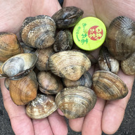 \"あさりあ\"様2月 5日までのお取り置きです。 創業240年以上】【テイクアウト限定】おにぎり（あさり）1個