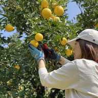 ひかりみかん園