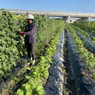 よなえ大阪府産地直送