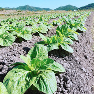 農業工房　近江吉田