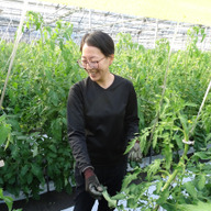 トマトランド岩橋