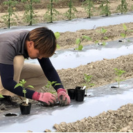 さやけんファーム