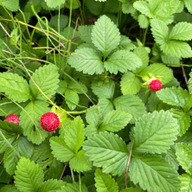 meliluludi(メリルルディ)