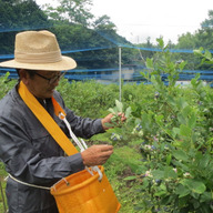尾瀬ブルーベリー園
