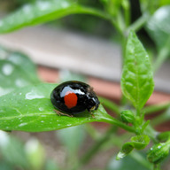減農薬自然栽培　マーファーム