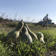 Nature’s gifts  ととの木