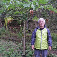 奄美オーガニックパパイヤファーム