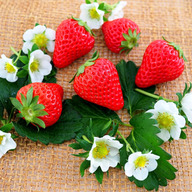 軽井沢ガーデンファームいちご園