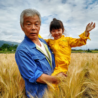 南アルプスの麦畑