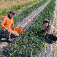 いりえさんちの野菜