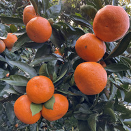 熊本食育センター