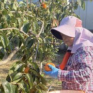 ますちゃん農園