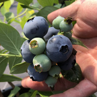 ブルーベリーファームしまばら