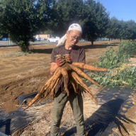 ライオンポテト