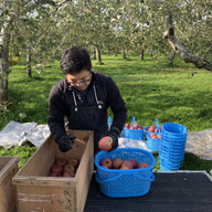 あらやりんご園