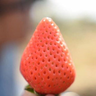 雪山いちご農園