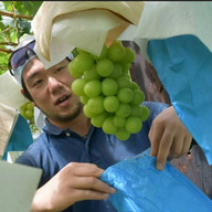 【甲州戦国ブランド】新進気鋭の金子農園