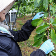 置賜 Tierra Rica Farm