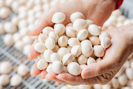 2025年 茨城県産  銀杏：藤九郎　銀杏3L~4L  500g