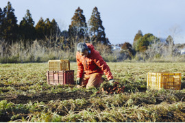 【金賞受賞🥇　農薬不使用】人参嫌いでもコアなファンになる　笑顔にんじん10キロ