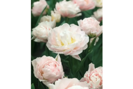 【予約】　ドリーマー　10本　チューリップ　ピンク八重　収穫後順発送　※北海道・沖縄県配送不可※