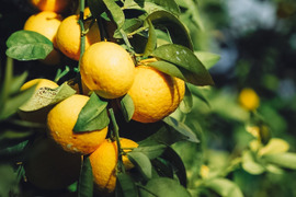 【幻の柑橘】数量限定！湘南ゴールド （5kg）ほどよい酸味と爽やかな香りが特徴