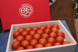 【ご褒美トマト】糖度8度以上フルーツトマト2Kg　｜高知県香南市産｜贈答品