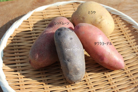 【数量限定】【北海道】ジャガイモ5種・食べ比べセット【5kg】【新じゃが】
