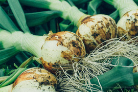 〔2026年1月下旬から発送開始〕1年に1度だけ、感動の甘さ！『葉付きサラダ玉ねぎ』2㎏┃葉付きで丸ごとお届け！