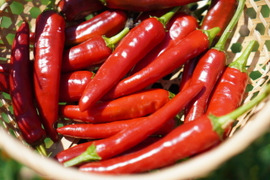 今しかない！　生の韓国唐辛子(100g)　辛味が少なく、甘味・うまみが豊か！　農薬・化学肥料不使用
