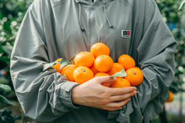 たぬき 希少 興津早生の通販｜みかん｜食べチョク｜産地直送(産直)お取り寄せ 果物