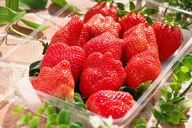 【12月発送先行予約】【お歳暮、お年賀、クリスマス】🍓2種類食べ比べ 🍓全て違った味、香り、甘さいちごのテーマパークへ   1kg