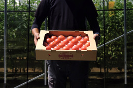 山の恵みがつくる大玉トマト 4kg箱詰め(20～28玉)