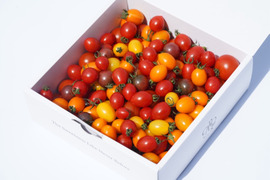 【高糖度】イナカカラトマト1KG【彩鮮やか】