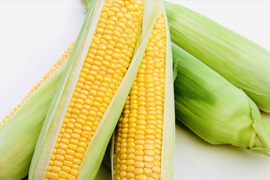 【 父の日ギフト 】朝採り❣️フルーツみたいなミラクルコーン🌽🌽🌽　み・ら・い　(味来)　5kg  (2L〜3Lサイズ　11〜12本)