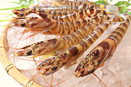 【中サイズ】新鮮！活き〆急速冷凍 車えび 500ｇ（21-26尾）刺身でも食べられます！