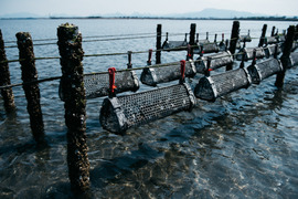 【冷凍殻付き生食用牡蠣】大分中津のブランド牡蠣ひがた美人10粒（Mサイズ：1粒40ｇ程度）