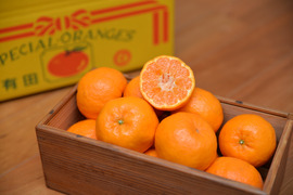 ポンカン 4kg★むいた瞬間から香りがおいしい！★手でむいて薄皮ごと食べられる！