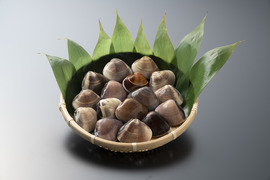 旨みがギュッ！
九十九里産活ハマグリ1.5kg(15〜22個位)