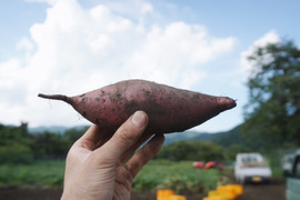 【ビックサイズ】シルクスイート２０ｋｇ(箱入)　10月以降～発送予定！　熟成期間１ヶ月超！　さつまいも！