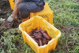 【栽培期間中農薬不使用のお芋】金時芋7ｋｇ(箱入)　10月以降～発送予定！　熟成期間１ヶ月超！　さつまいも！