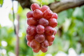 スイーツにぴったり！【冷凍クイーンルージュ】 1kg (200g×5袋) 信州クイーンルージュを凍らせてみました#NKF00010