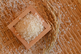 【新米】一等米【 栽培期間中農薬不使用・コシヒカリ 精米10kg】数量限定・ 令和5年産・有機質肥料